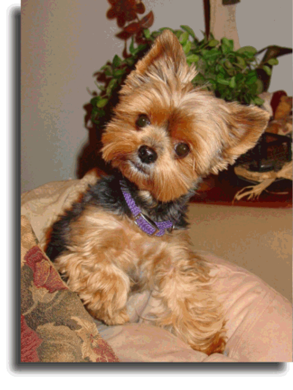 Denise Purrington's Female Yorky Sadie